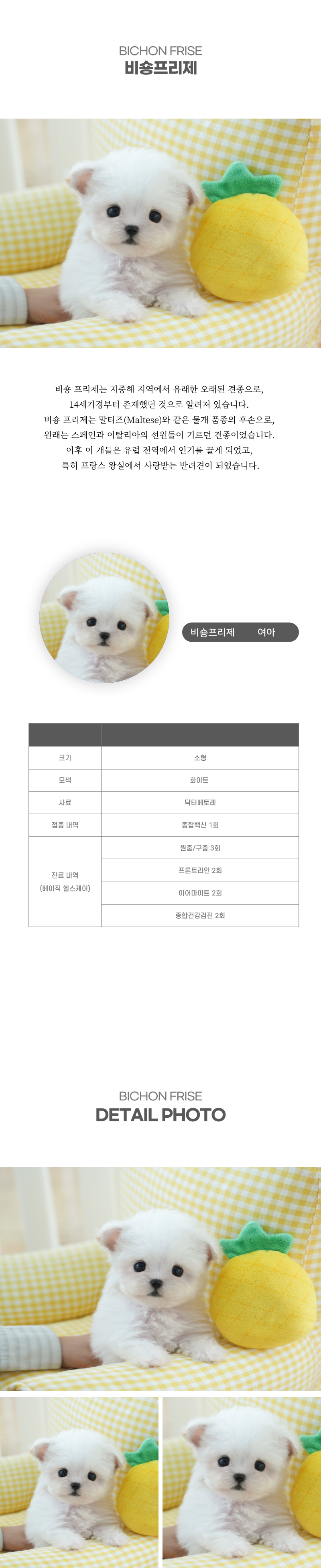 미니비숑_상세이미지_2